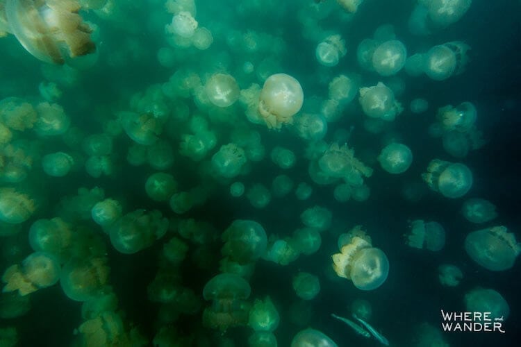 jellyfish-lake-kien-lam-1