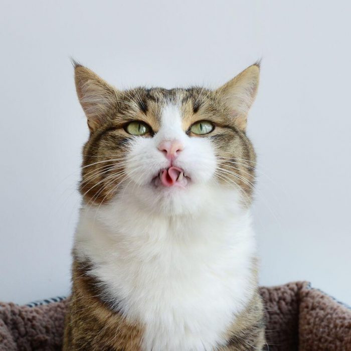 Meet Rexie Cute Cat That Sticks His Tongue Out 