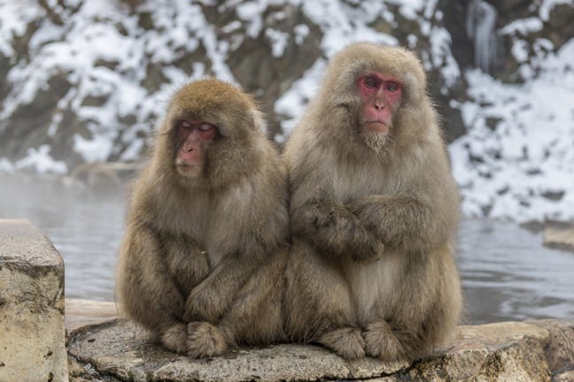 snow monkeys of jigokundani, japan