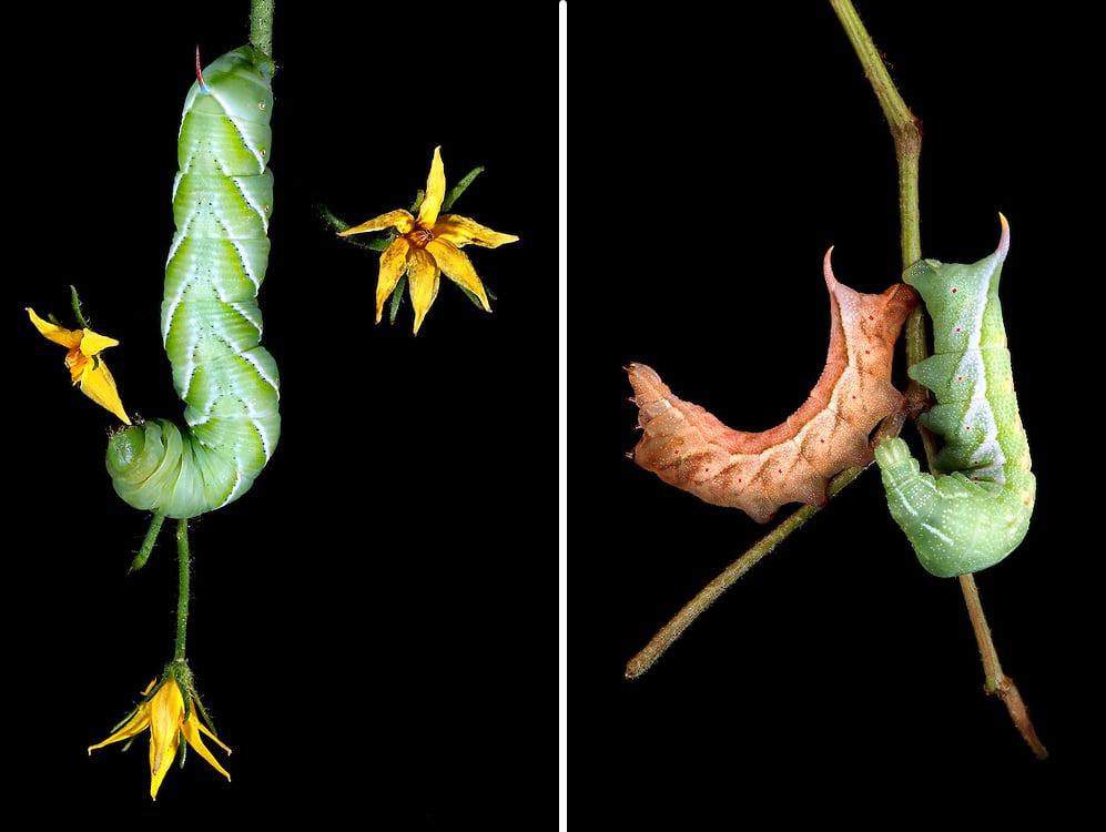 left: tobacco hornworm eating tomato plant flower | right: darapsa myron on grapevine