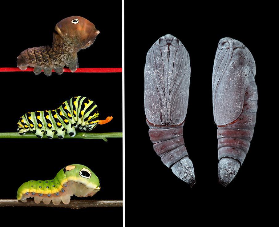left: “three swallowtails” – papilio glaucus, polyxenes, and troilus | right: catocala innubens pupa