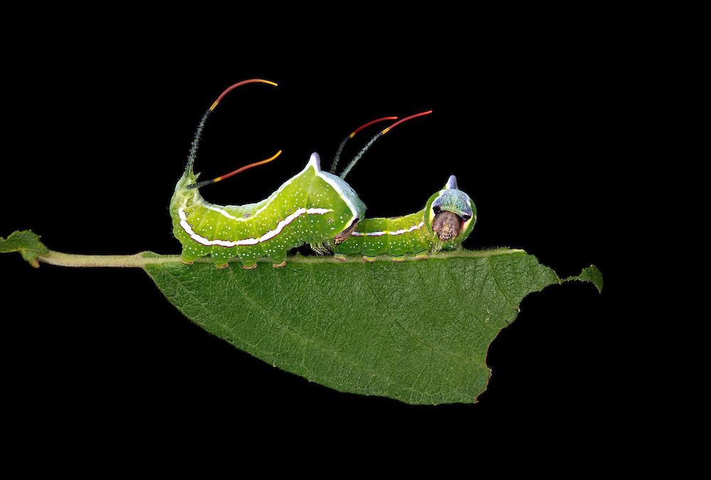 black-etched puss moth caterpillar on willow leaf