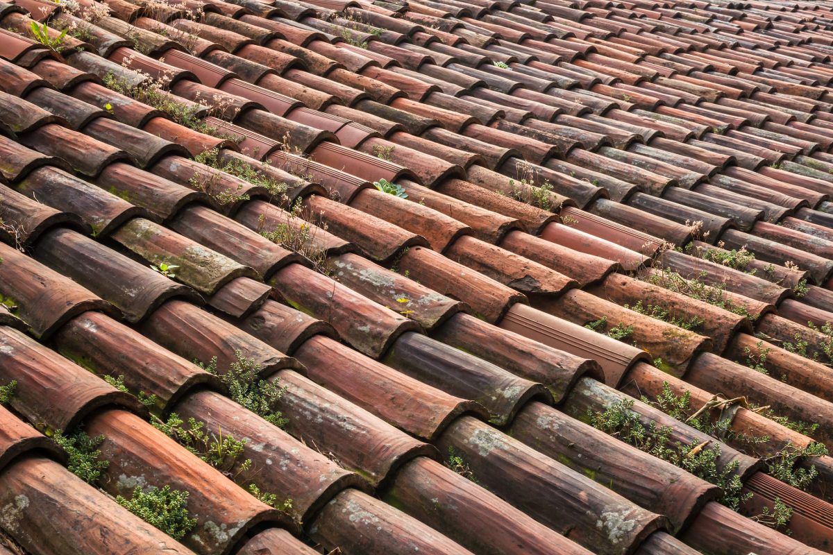 a roof made up of tiles old and worn, with natural vegetation, which needs restructuring.
