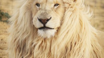 lion lying on ground