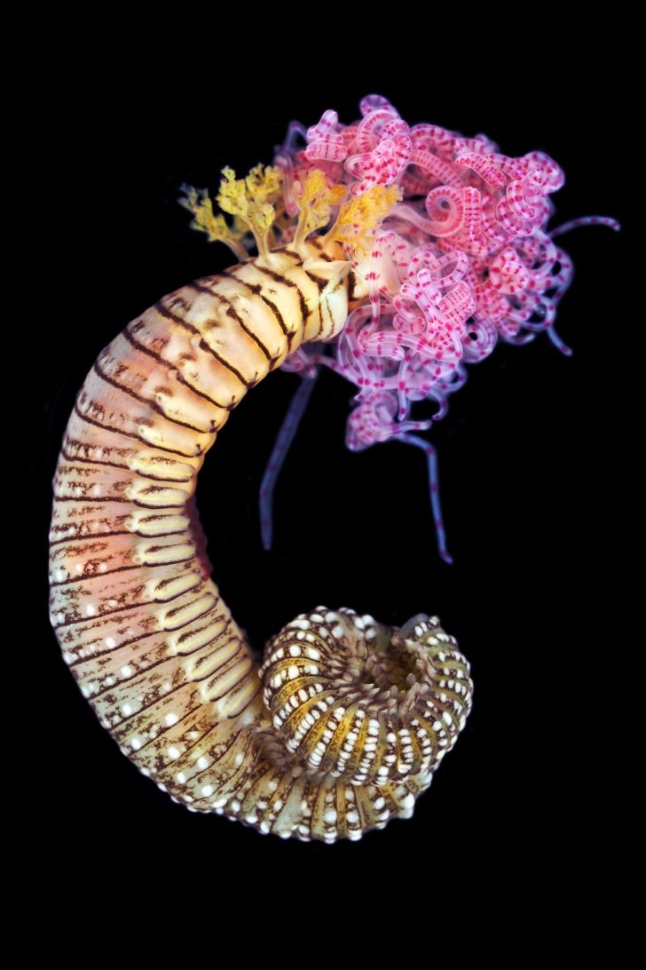 Marine Biologist Photographs Little Known Sea Creatures | FREEYORK