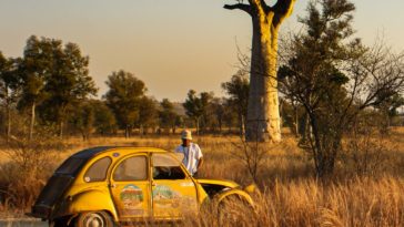 yellow and white volkswagen beetle on brown grass field during daytime