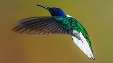 flying blue and green hummingbird