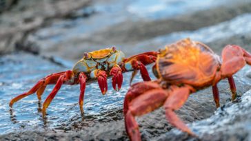 two crabs on rock