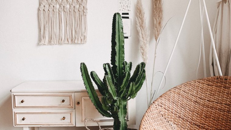 green cactus plant in room
