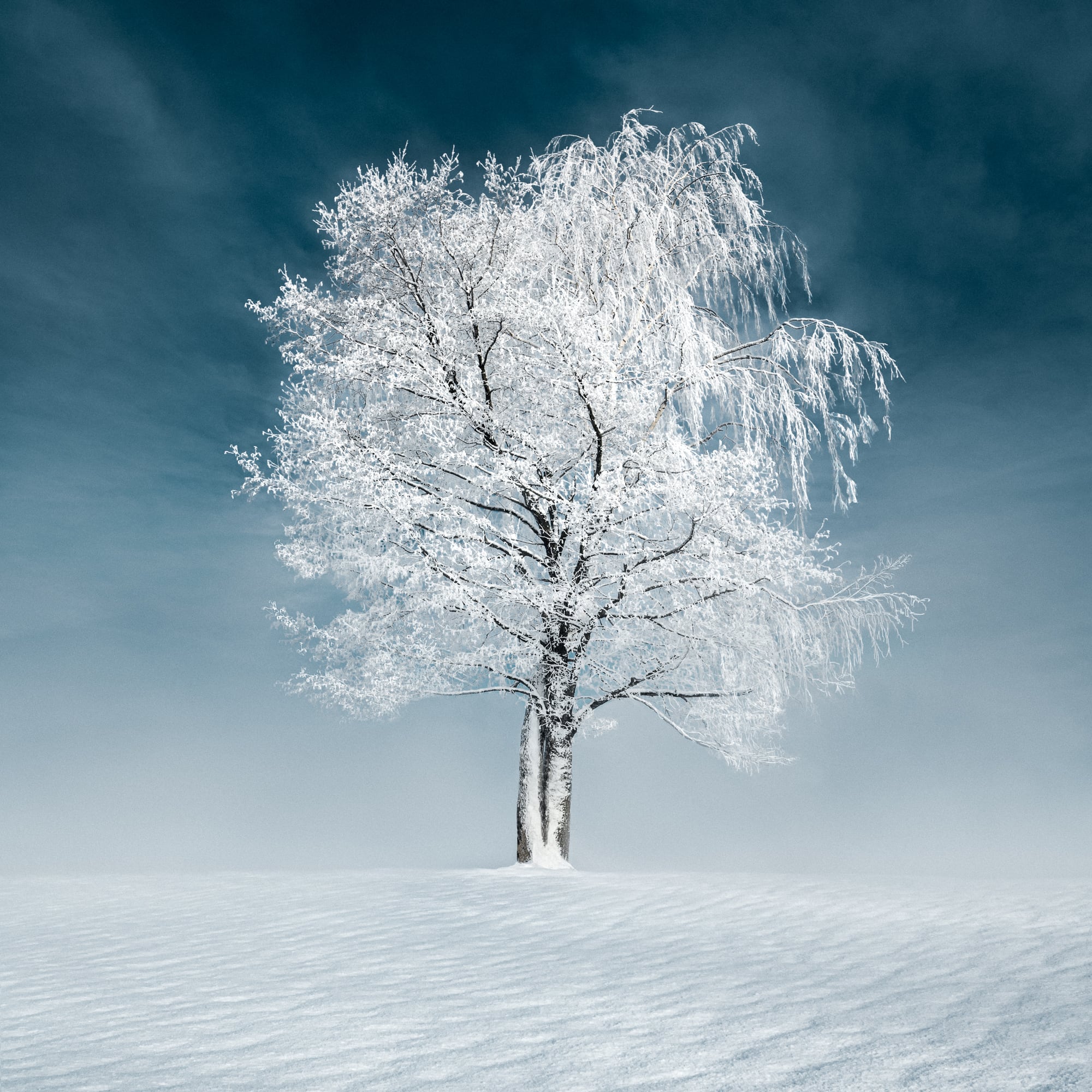 a tree in the snow