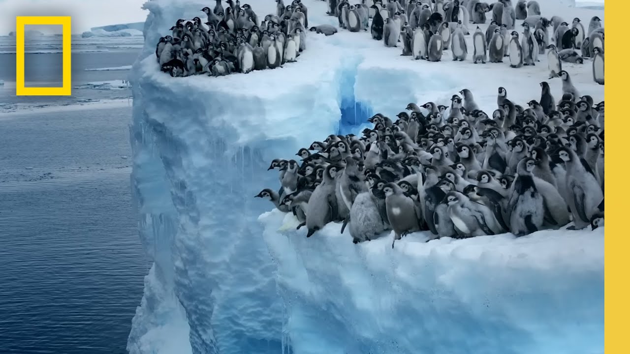 Emperor Penguin Chicks’ First Dive: New Series to Premiere on Earth Day 2025
