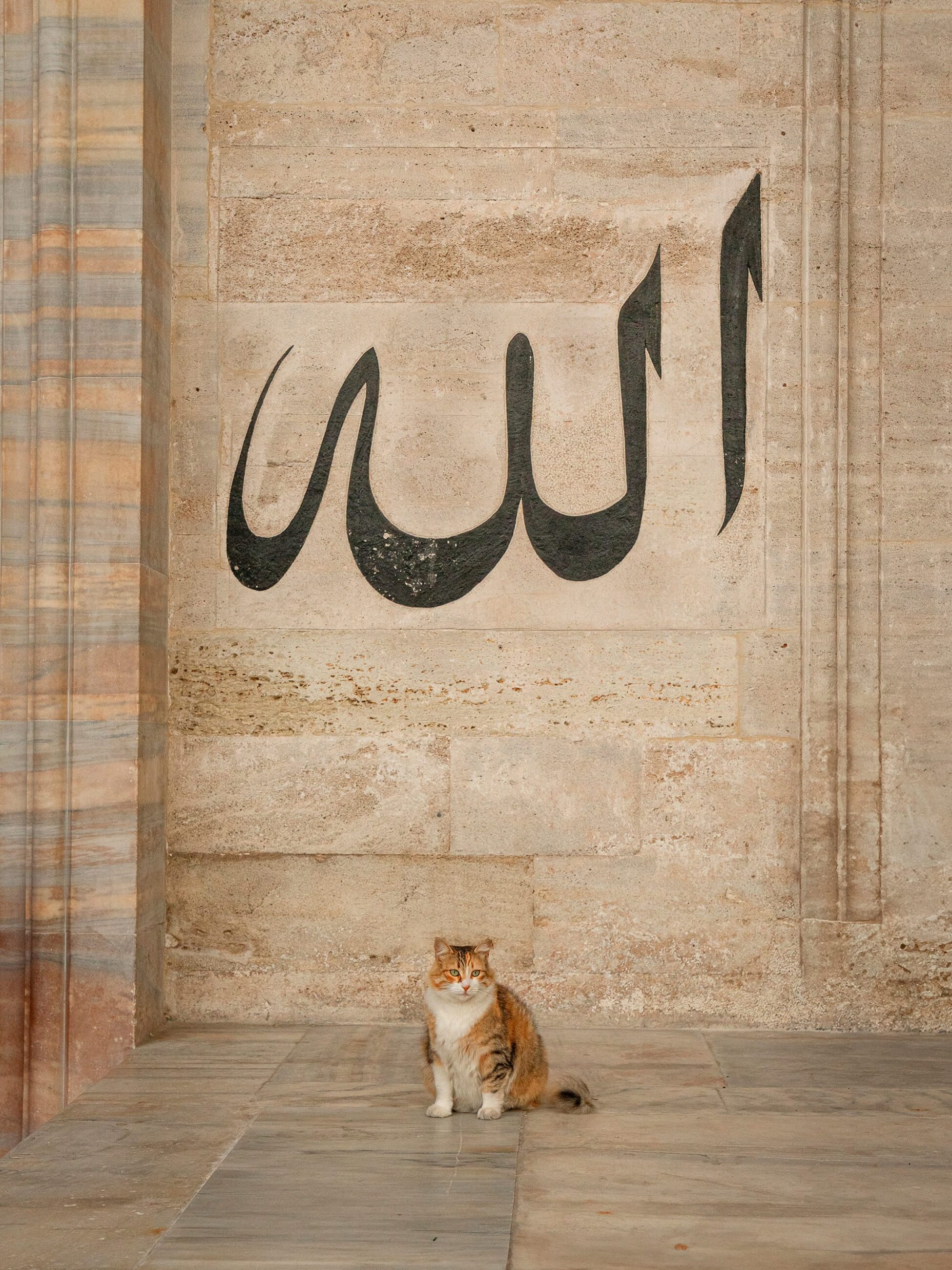 Marcel Heijnen Captures Istanbul’s Coolest Cats Lounging Through Everyday City Life