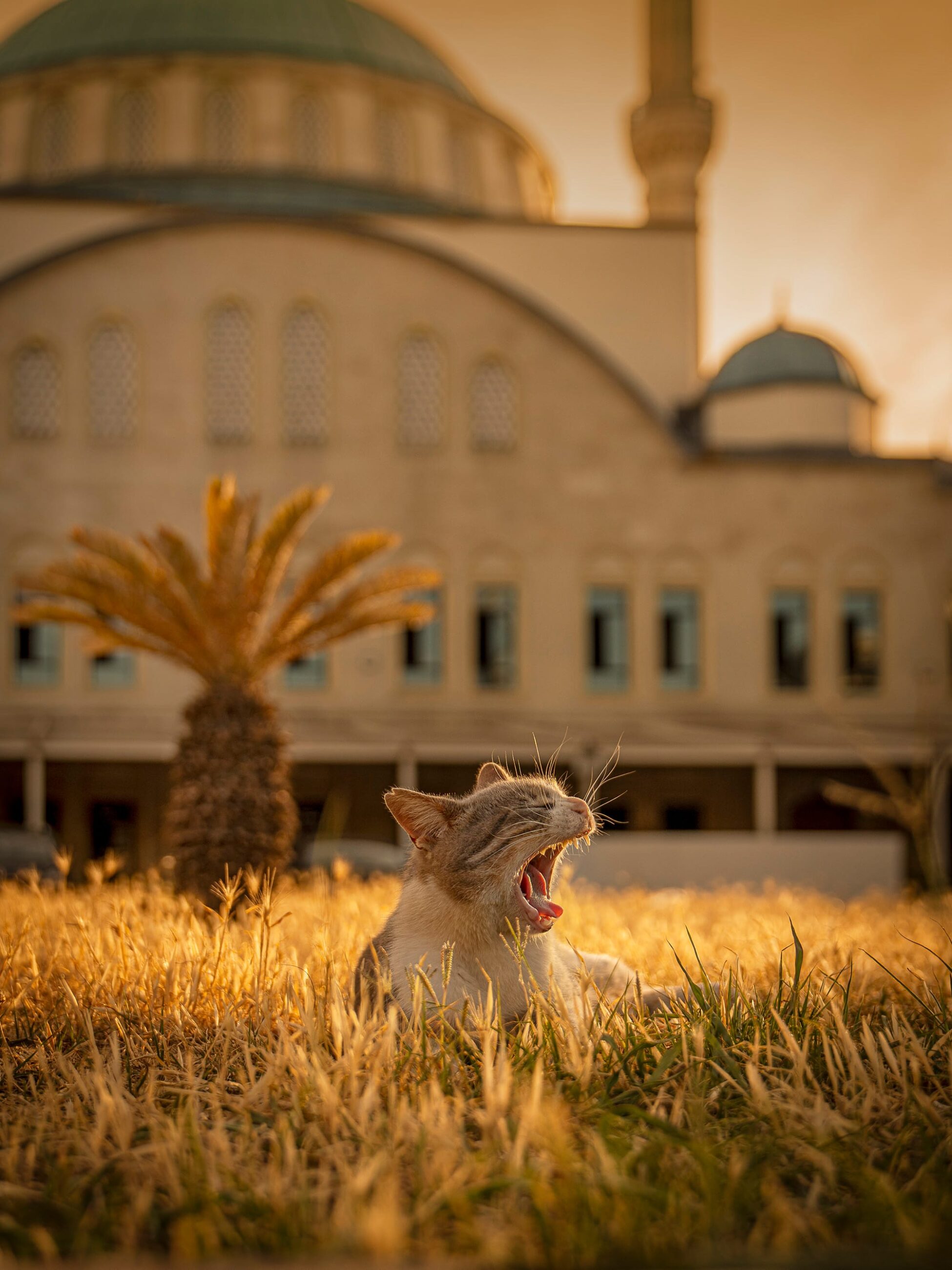 Marcel Heijnen Captures Istanbul’s Coolest Cats Lounging Through Everyday City Life