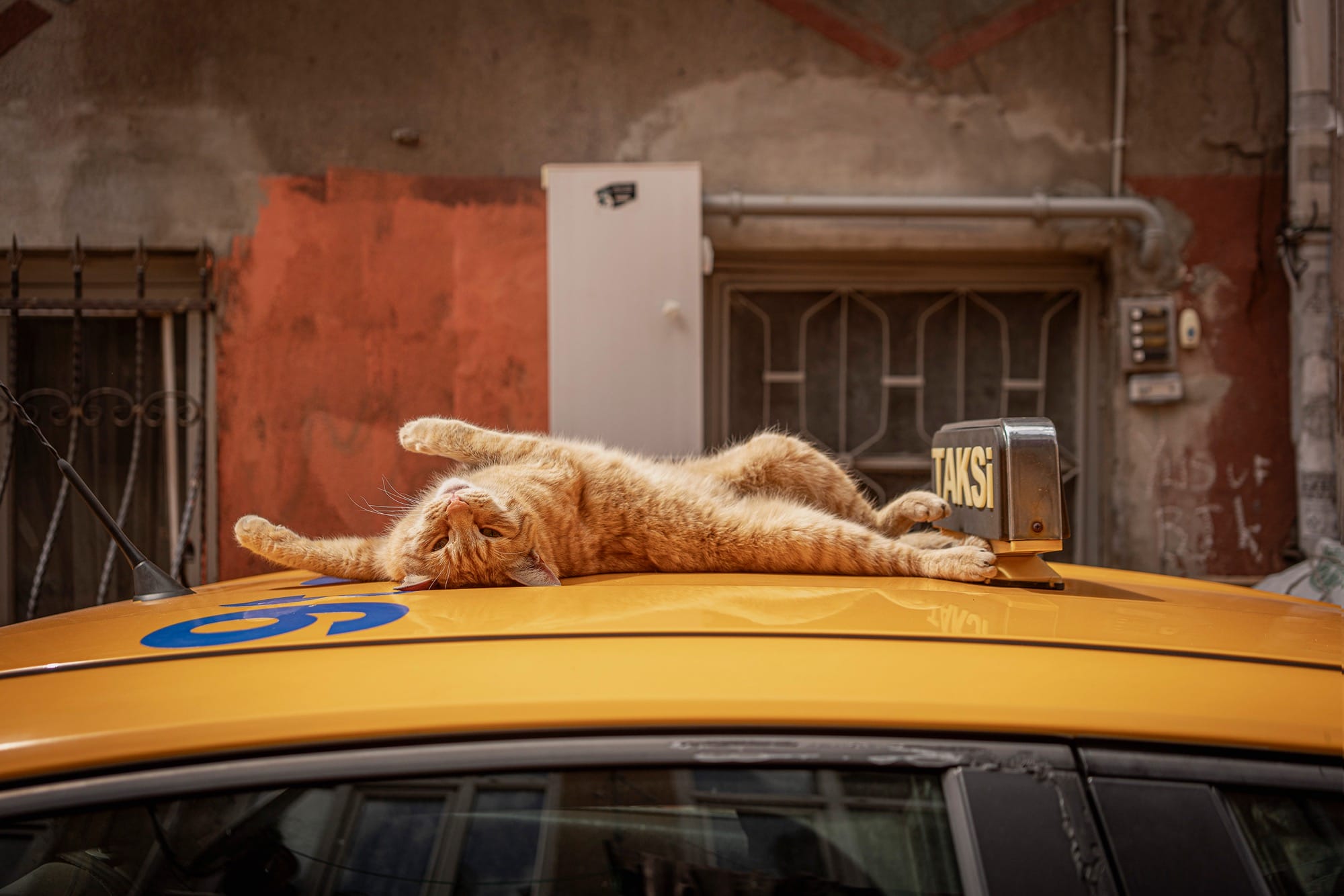 Marcel Heijnen Captures Istanbul’s Coolest Cats Lounging Through Everyday City Life