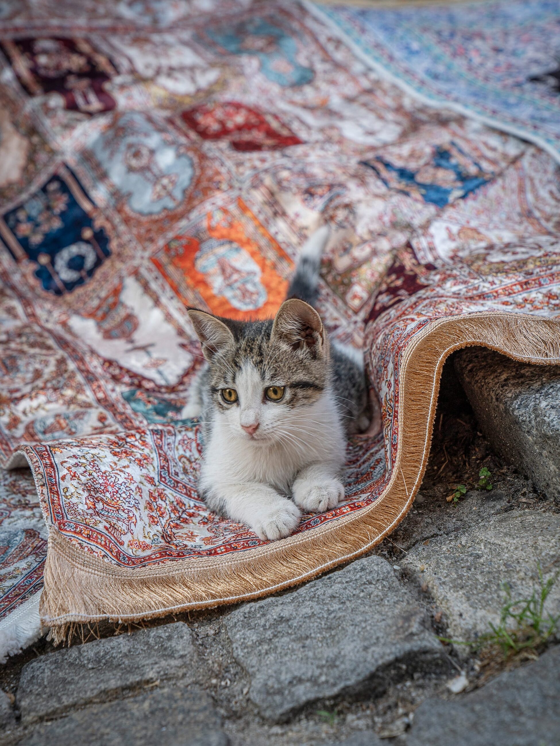 Marcel Heijnen Captures Istanbul’s Coolest Cats Lounging Through Everyday City Life
